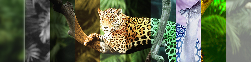 10 filtre CSS3 Explicate | Editează-ți imaginile direct din CSS3